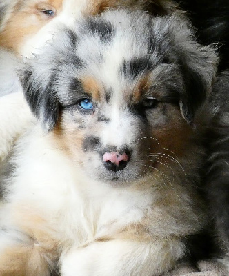 Les chiots de Berger Australien