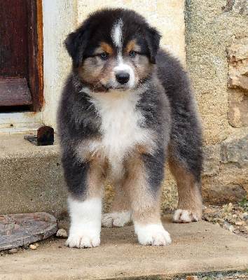 Les chiots de Berger Australien