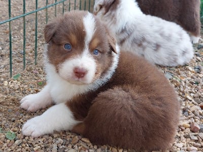 Les chiots de Berger Australien