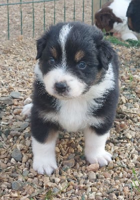 Les chiots de Berger Australien