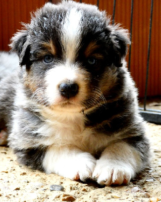 Les chiots de Berger Australien