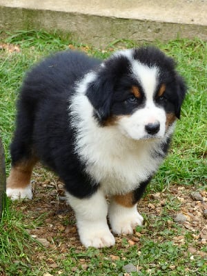 Les chiots de Berger Australien