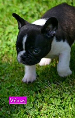 Les chiots de Bouledogue français