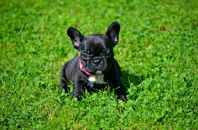 Les chiots de Bouledogue français