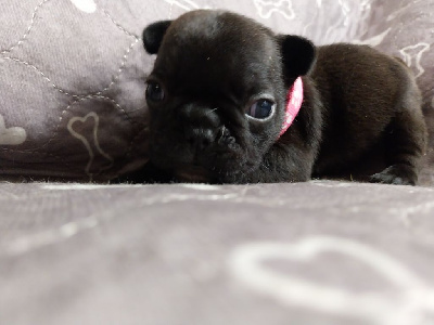 Les chiots de Bouledogue français