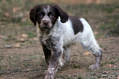 Les chiots de Epagneul Breton