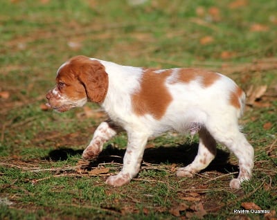 Les chiots de Epagneul Breton