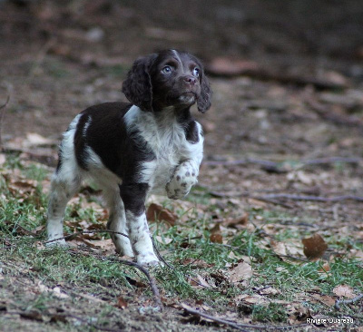 Les chiots de Epagneul Breton