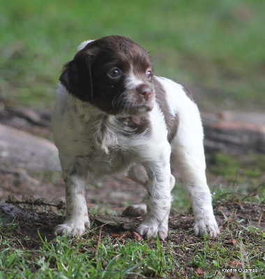 Les chiots de Epagneul Breton