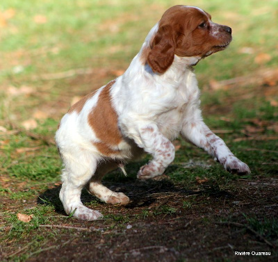 Les chiots de Epagneul Breton