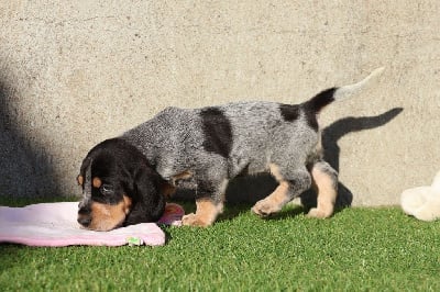 Vallet - Basset bleu de Gascogne