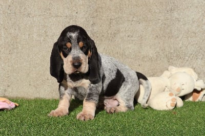 Vendome - Basset bleu de Gascogne