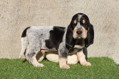 Les chiots de Basset bleu de Gascogne