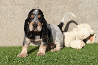 Vercors - Basset bleu de Gascogne