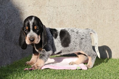 Vendée - Basset bleu de Gascogne