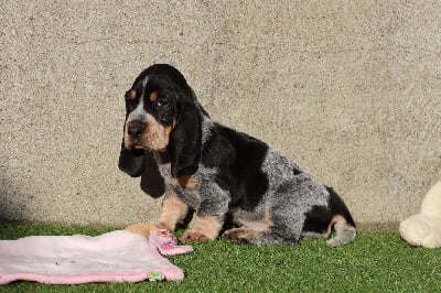 Volta - Basset bleu de Gascogne