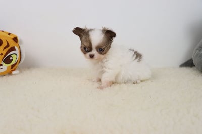 poil long blanc et fauve charbonné - Chihuahua