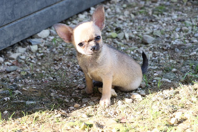 Les chiots de Chihuahua