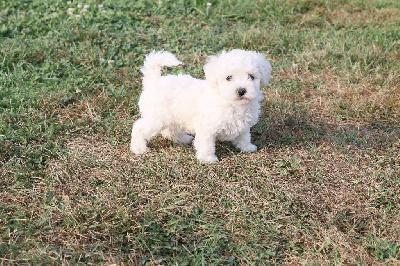 Les chiots de Bichon Frise