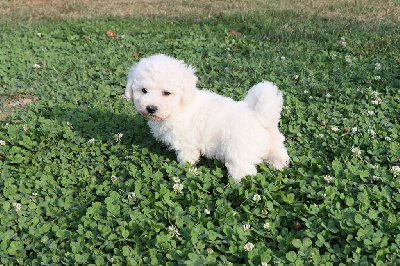 Les chiots de Bichon Frise