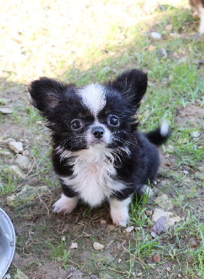 Les chiots de Chihuahua