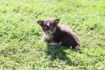 Les chiots de Chihuahua