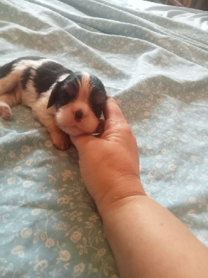 Les chiots de Cavalier King Charles Spaniel