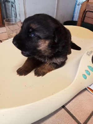 Les chiots de Berger Allemand