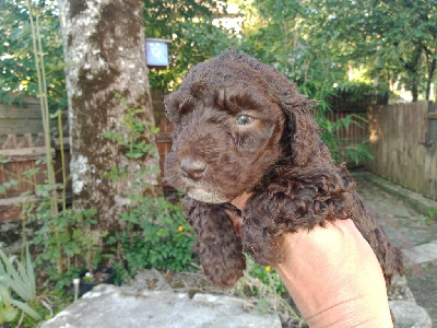 Les chiots de Chien d'eau espagnol