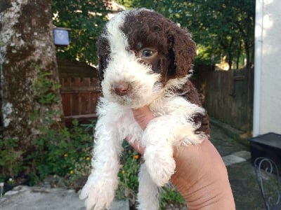 Les chiots de Chien d'eau espagnol