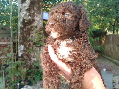 Les chiots de Chien d'eau espagnol