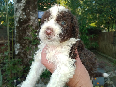 Les chiots de Chien d'eau espagnol