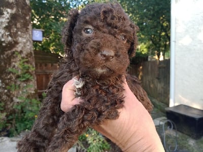 Les chiots de Chien d'eau espagnol