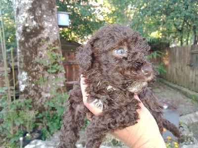 Les chiots de Chien d'eau espagnol