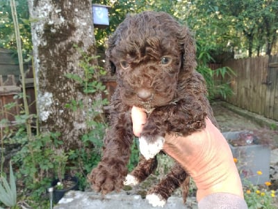 Les chiots de Chien d'eau espagnol