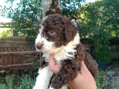 Les chiots de Chien d'eau espagnol