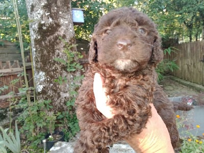 Les chiots de Chien d'eau espagnol