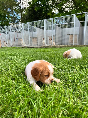 Les chiots de Epagneul Breton