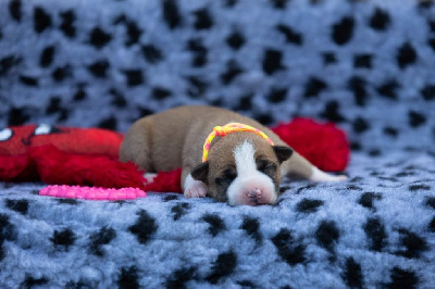 Les chiots de American Staffordshire Terrier