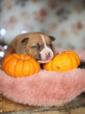 Les chiots de American Staffordshire Terrier