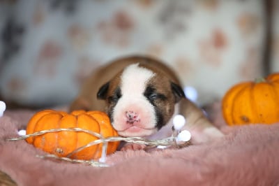 Les chiots de American Staffordshire Terrier