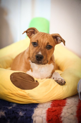 Les chiots de American Staffordshire Terrier