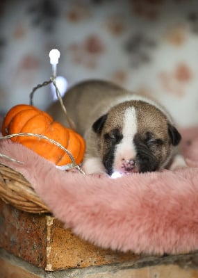 Les chiots de American Staffordshire Terrier