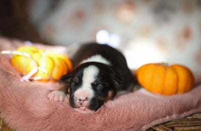 Les chiots de American Staffordshire Terrier