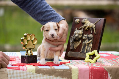 Les chiots de American Staffordshire Terrier