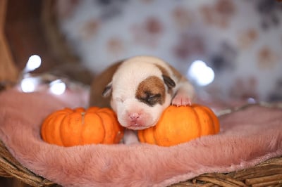 Les chiots de American Staffordshire Terrier