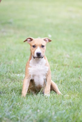 Mâle 1 - American Staffordshire Terrier