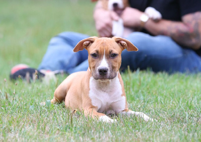 Les chiots de American Staffordshire Terrier