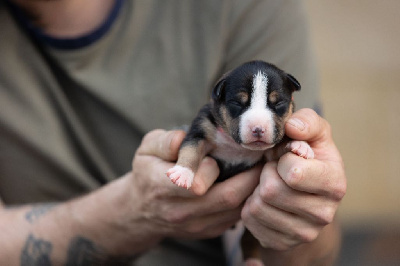 Les chiots de American Staffordshire Terrier