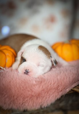 Les chiots de American Staffordshire Terrier